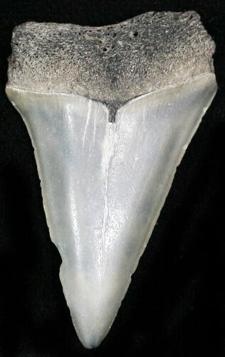 Fossil Mako Shark Tooth - South Carolina #22599
